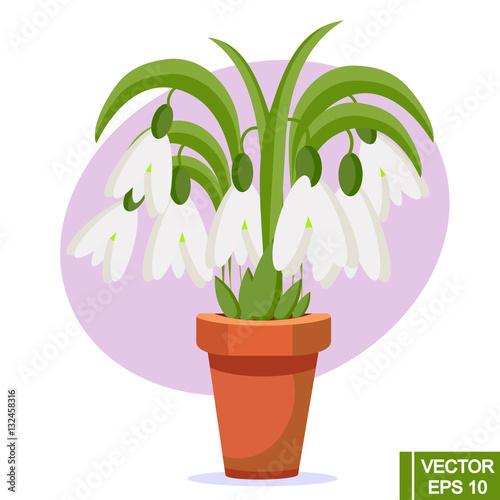 smowdrop in a pot