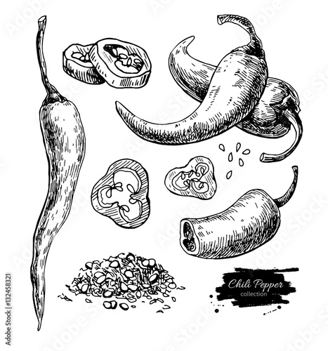 Chili Pepper hand drawn vector illustration. Vegetable engraved 