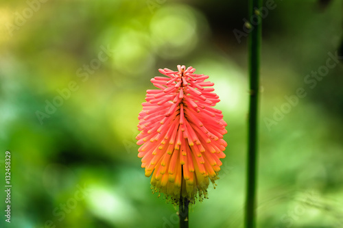 Schopf Fackellilie - Kniphofia uvaria