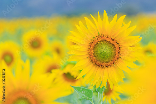 Closeup to Sunflower field at the mountain