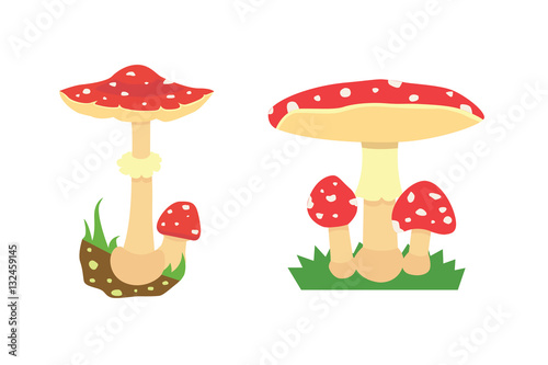 Amanita poisonous mushroom, isolated vector on white background