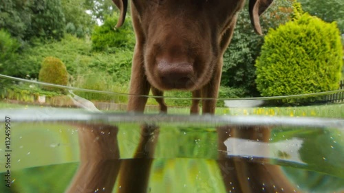 dog labrador retriever drink water 4k UHD 11656
