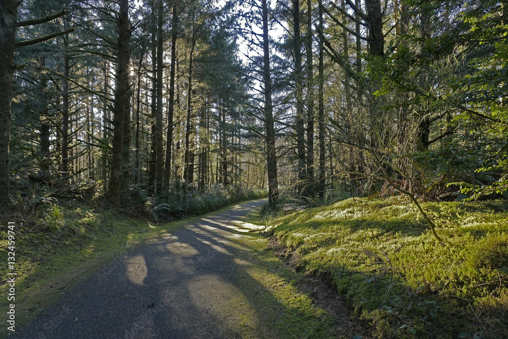 Obraz premium paved hiking/biking trail at Fort Stevens State Park in Warrenton Oregon