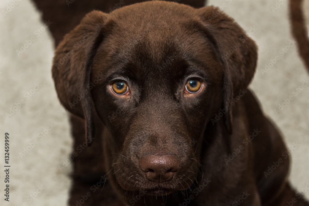 14-Week-Old English Labrador Puppy