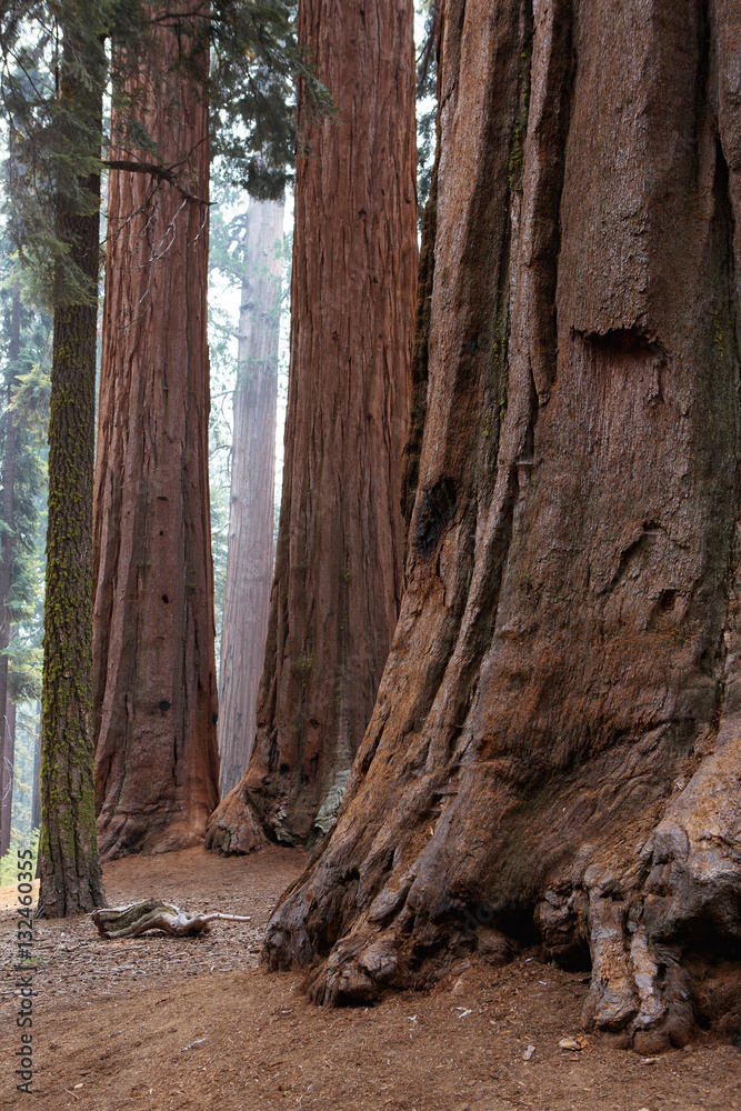 Fototapeta premium sequoia national park big trees