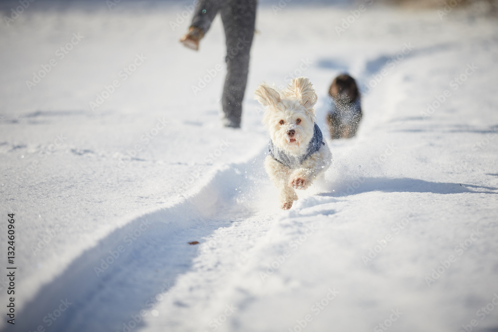 White dog running in snow in winter White dog running in snow in winter