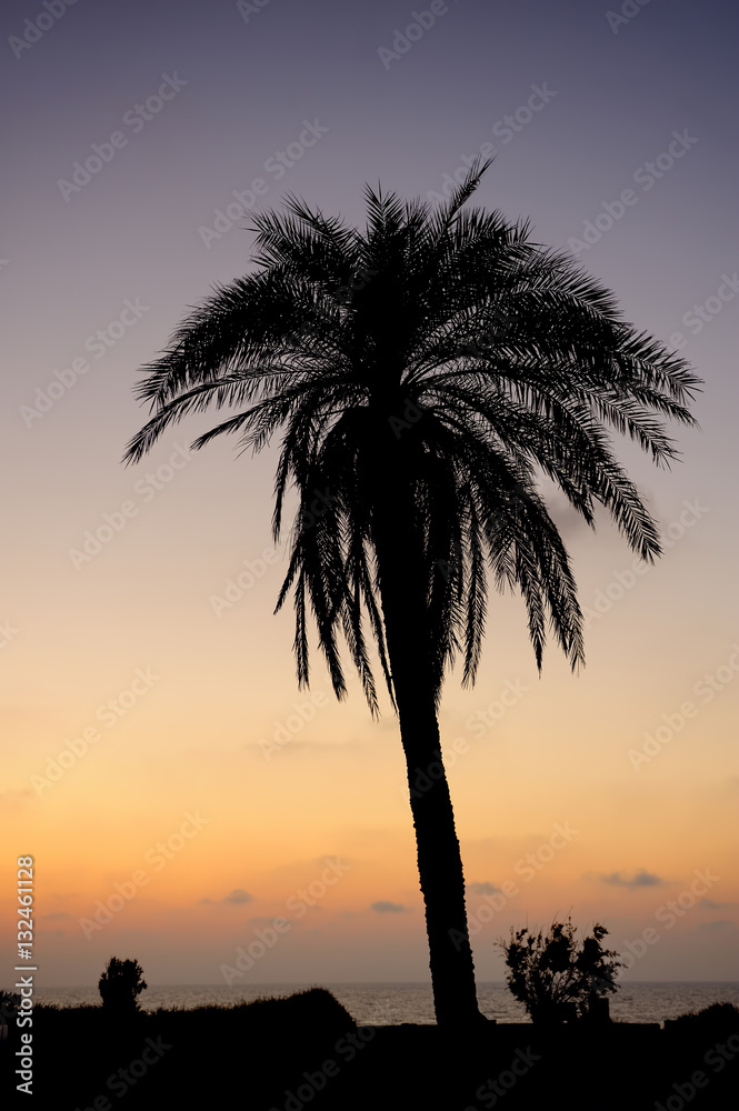 Palm trees and the Mediterranean Sea, Park of Ashkelon in Israel