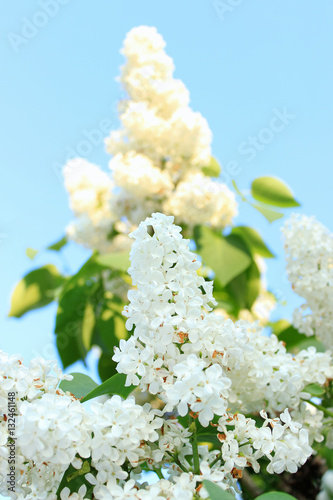 fluffy white lilac tree branch with green leaves against the blue sky