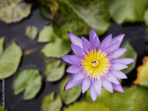 Purple lotus with small bee in the pond