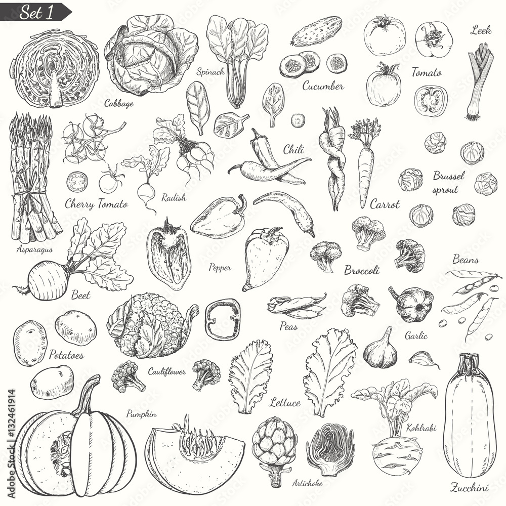 Big set of vegetables in sketch style