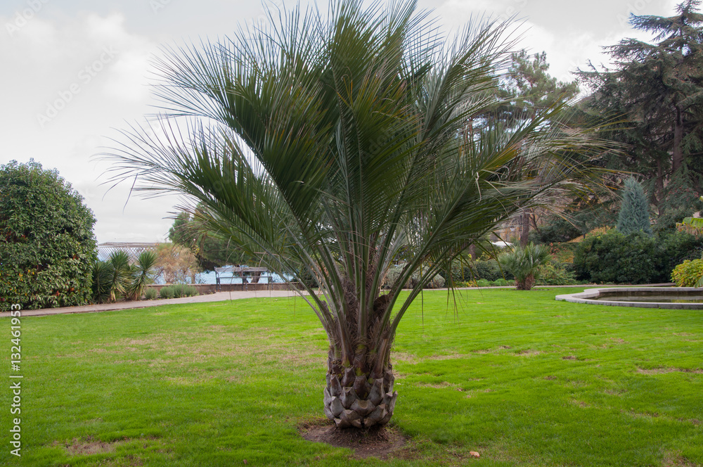 small palm tree on the lawn in the park in high quality