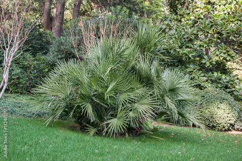 small palm trees on the lawn in the park in high quality