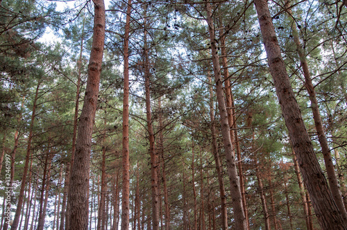 view from the bottom of the pine forest in high quality
