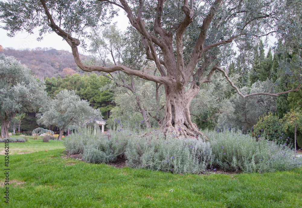 olive tree and lavender on a green lawn in an exotic park in high quality olive tree and lavender on a green lawn in an exotic park in high quality