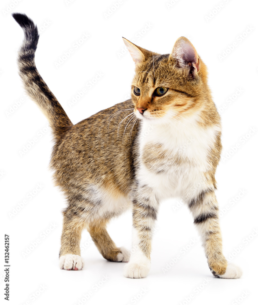 Obraz premium Kitten on white background.