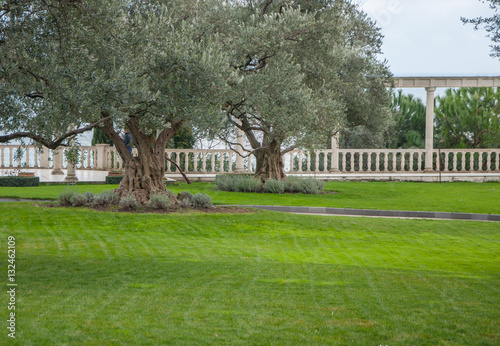 olive trees and lawn in an exotic park in high quality © Subtropicals