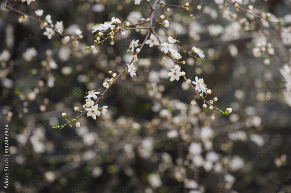 Fototapeta premium Spring blossoms