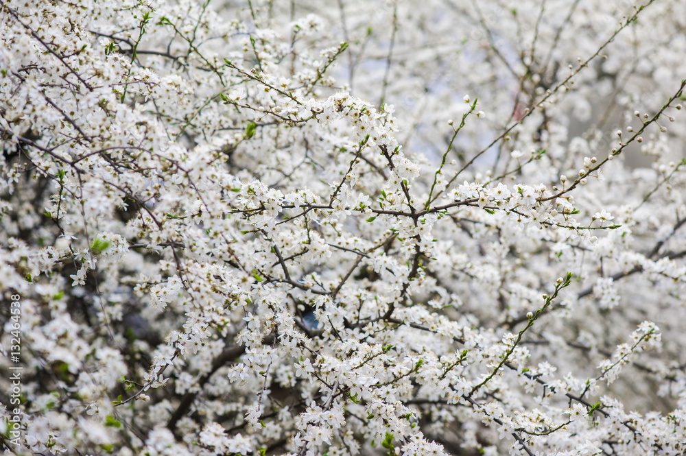 Spring blossoms Spring blossoms