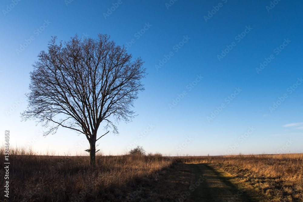 Lone tree by a country roadside Lone tree by a country roadside