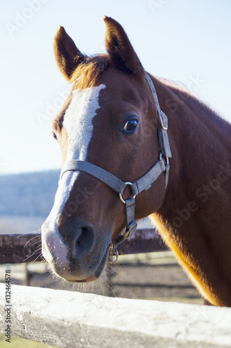 Head shot of a saddle horse at corral fance © acceptfoto