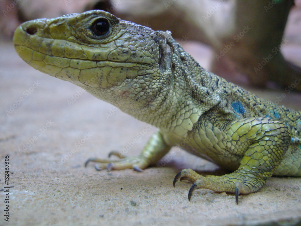 Naklejka premium animali