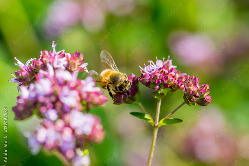 flowering Verbena bonariensis with bee flowering Verbena bonariensis with bee