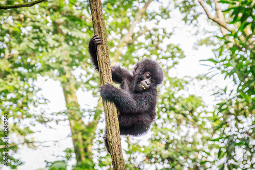 Baby Mountain gorilla playing in a tree.