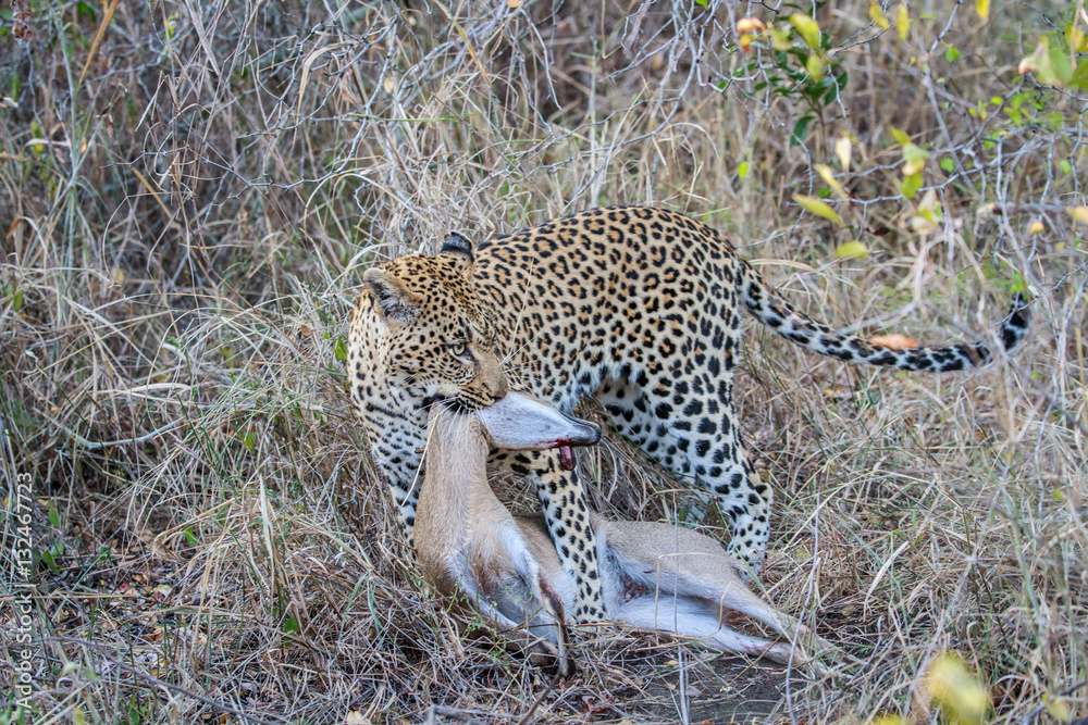 Obraz premium Leopard with a Duiker kill.