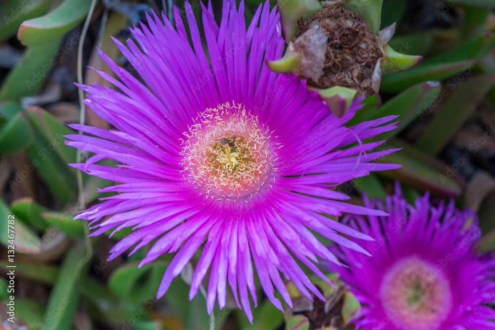 Obraz premium Delosperma flower on the beach