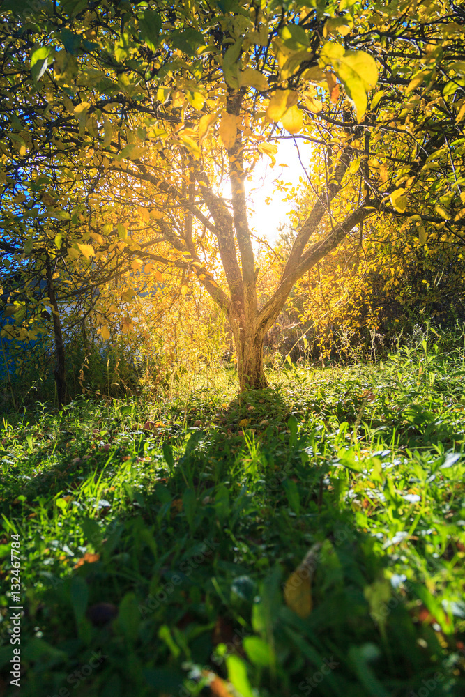 Sunlight in autumn garden Sunlight in autumn garden