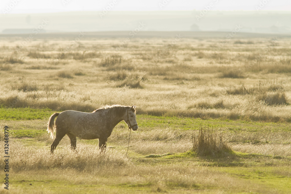 Obraz premium horse at sunset