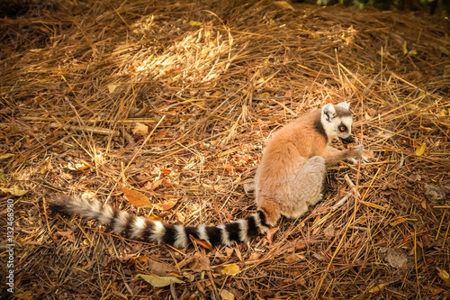 Lemur eating orange skin photo