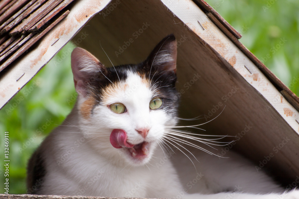 Carmen chat qui se lèche les babines. StockFoto Adobe Stock
