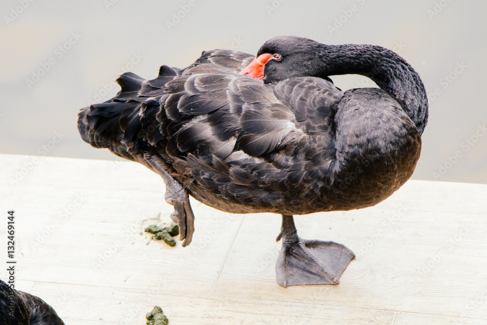 Obraz premium duck in the water