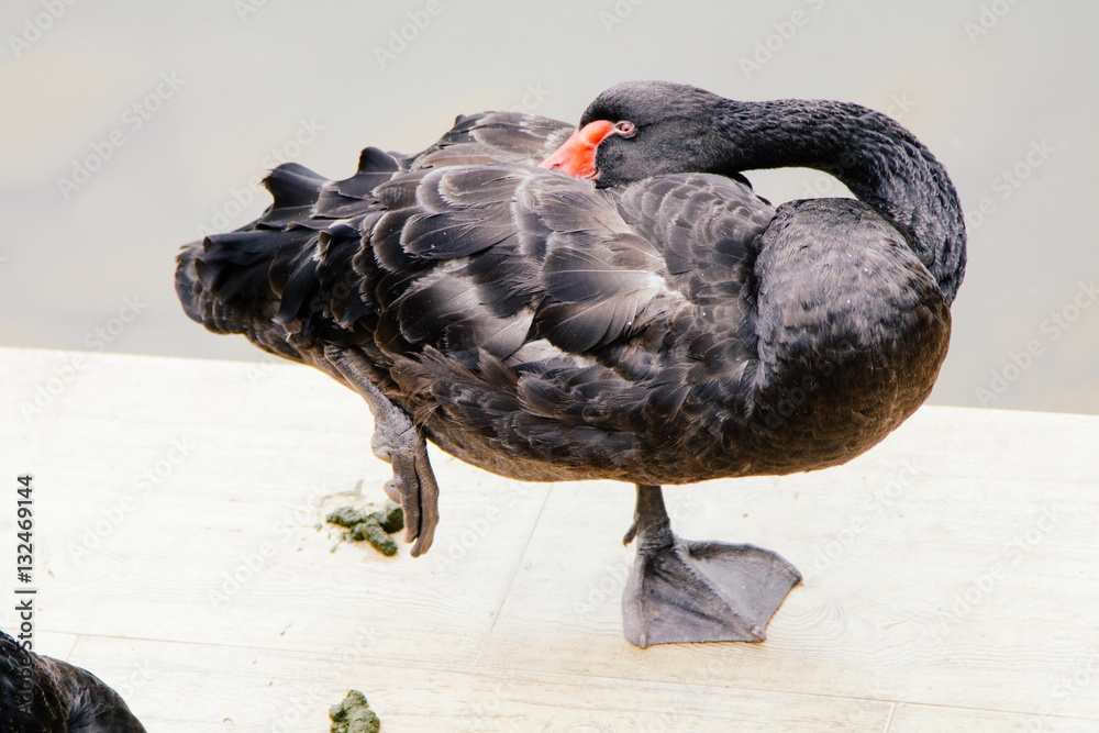 duck in the water