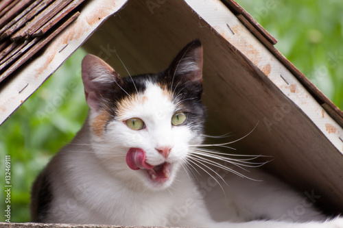 Carmen chat qui se lèche les babines. photo