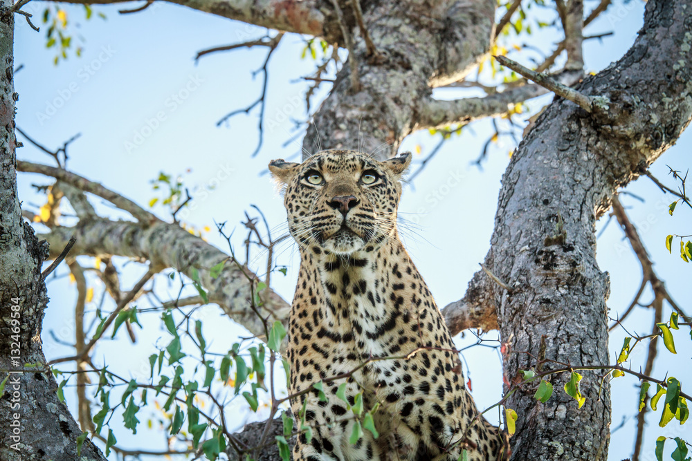 Leopard in a tree.