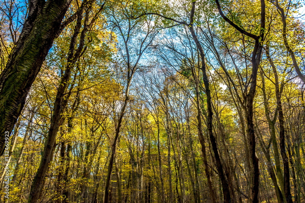 Fototapeta premium View to sky through deep colorful autumn forest