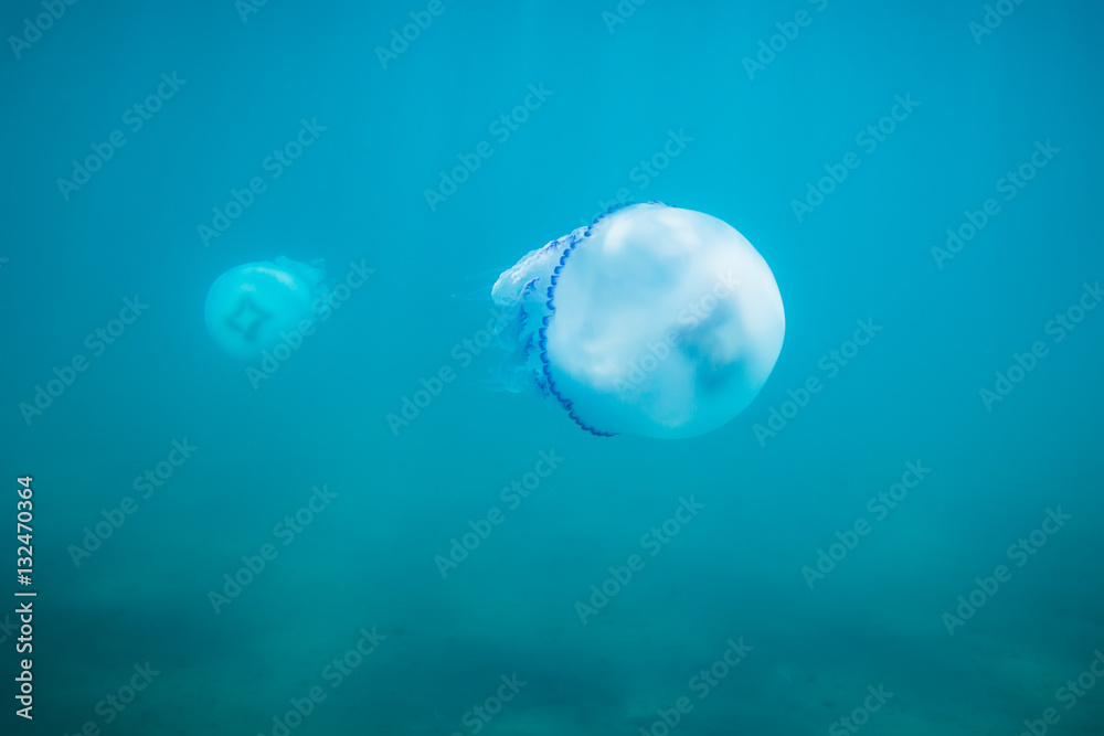 Beautiful Jellyfish underwater in the ocean Beautiful Jellyfish underwater in the ocean