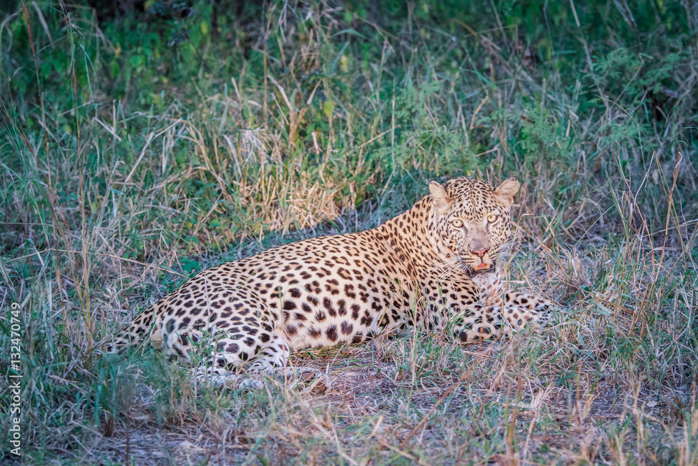 Fototapeta premium Leopard laying in the grass in the spotlight.