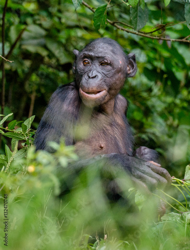 Close up Portrait of Bonobo in natural habitat. Green natural background. The Bonobo   Pan paniscus . Democratic Republic of Congo. Africa
