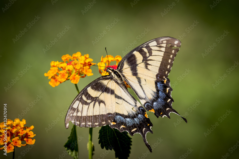 Fototapeta premium insects