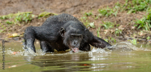 The adult Bonobo drink water in the pond. The Bonobo   Pan paniscus   called the pygmy chimpanzee. Democratic Republic of Congo. Africa