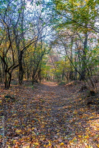 Forest path on edge of forest, autumn, Slovakia