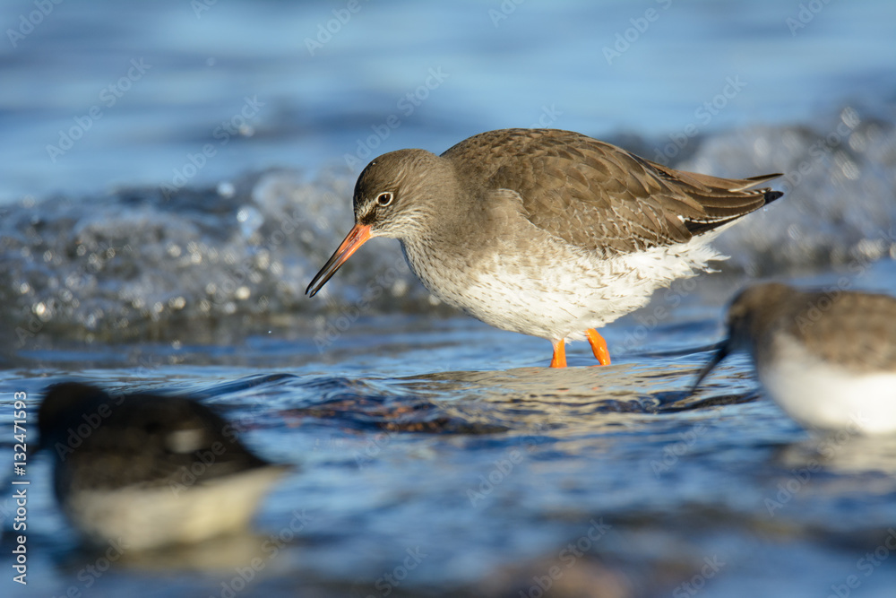 Rotschenkel an der Ostsee auf Nahrungssuche Rotschenkel an der Ostsee auf Nahrungssuche