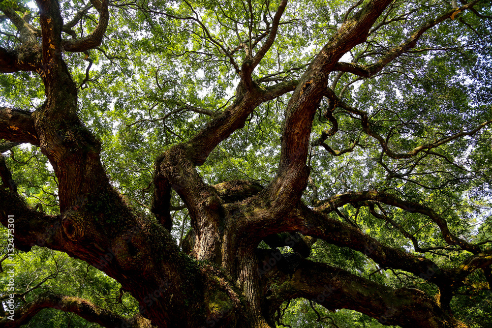 giant tree