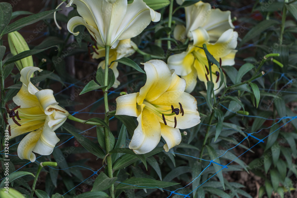 Lily flower Lily flower