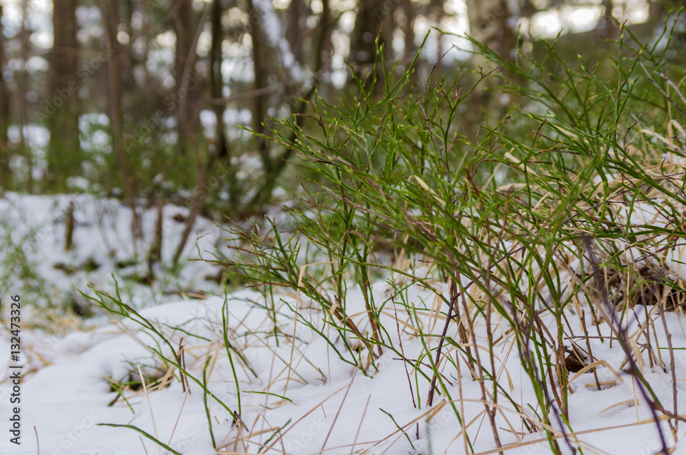 Lingonriset i snön. Lingonriset i snön.