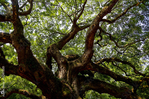 giant tree