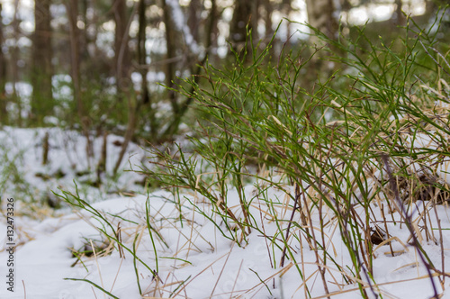 Lingonriset i snön. © bewert